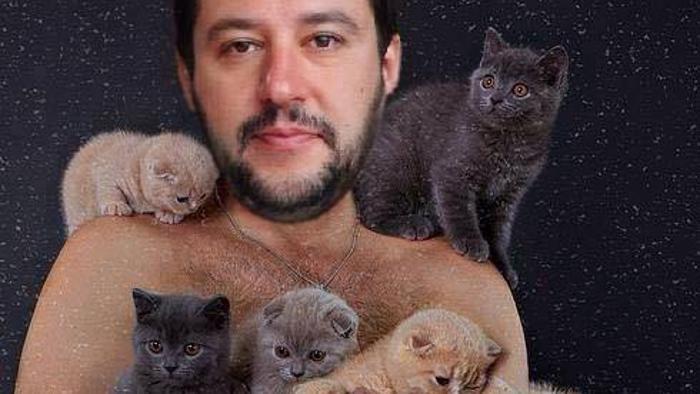 Gattini su Salvini