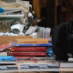 gatti-libreria-acqua-alta