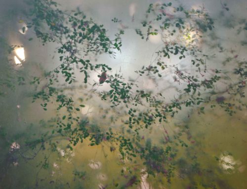Xu Xiaowei a Firenze, arte e tecnologia in mostra al Rifugio Digitale
